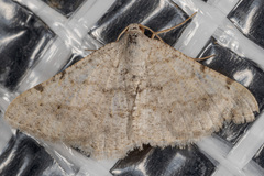 Digrammia pallidata