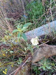 Centranthus ruber