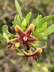 Periploca laevigata