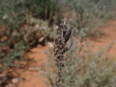 Adromischus sphenophyllus