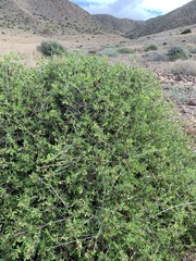 Periploca laevigata