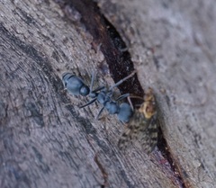Myrmecia haskinsorum