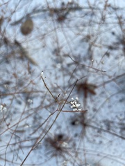 Polygonella basiramia