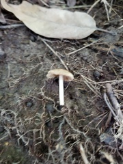 Pseudosperma friabile