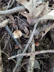 Pseudosperma friabile