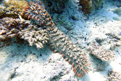Thelenota ananas