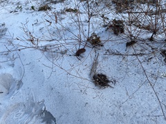 Polygonella basiramia