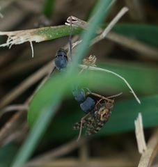 Myrmecia haskinsorum