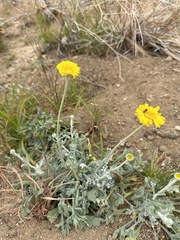 Baileya multiradiata