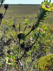 Leucadendron elimense elimense
