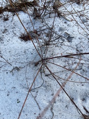 Polygonella basiramia