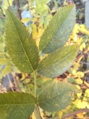 Rosa