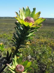 Leucadendron elimense elimense
