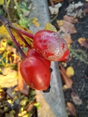 Rosa