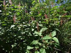 Acalypha communis
