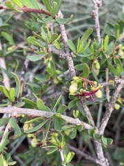 Periploca laevigata