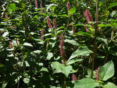 Acalypha communis