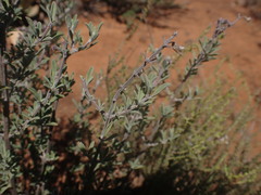 Ocimum burchellianum
