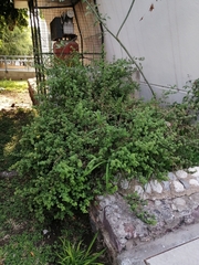 Brickellia veronicifolia