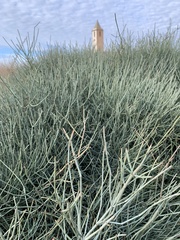 Ephedra fragilis