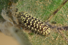 Lineodes integra