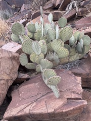 Opuntia rufida