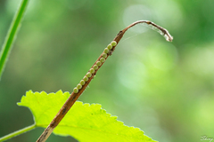 Insecta