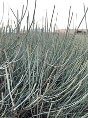 Ephedra fragilis