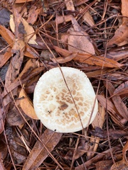 Amanita