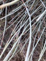Ephedra fragilis