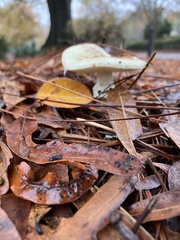 Amanita