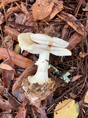 Amanita