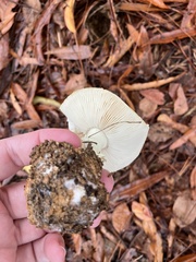 Amanita