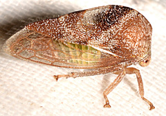 Cyrtolobus