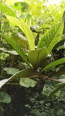 Eriobotrya japonica
