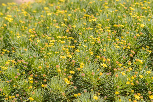 Euryops arabicus image