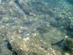 Sparus auratus