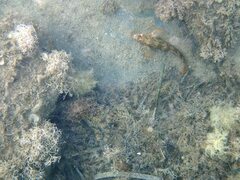 Parablennius gattorugine