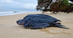 Dermochelys coriacea