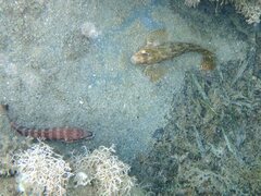 Parablennius gattorugine