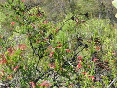 Erica discolor