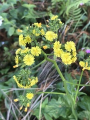 Youngia