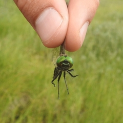 Somatochlora arctica