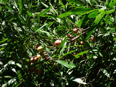 Pouteria gardneriana