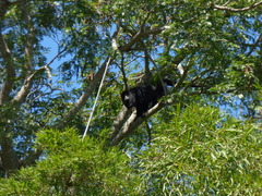 Alouatta caraya