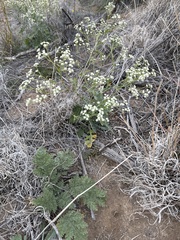Parthenium confertum