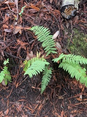 Polystichum dudleyi