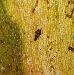 Dromiusina