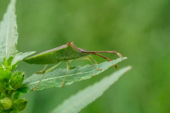 Plinachtus imitator