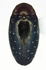 Chelonarium lecontei